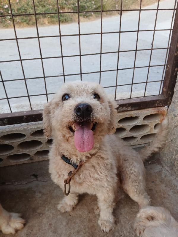 Lola, una piccola maltese Foto 6